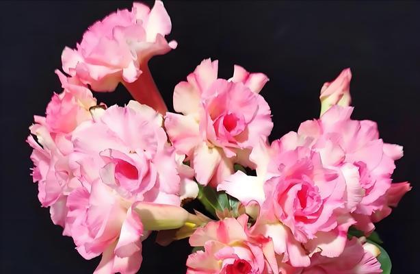玫瑰花的养殖方法和如何处理病虫害？