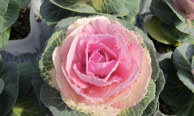 花草有哪些常见的名称？它们的分类和特性是什么？