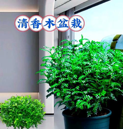 清香木的养殖技巧有哪些？如何保持清香木的健康生长？