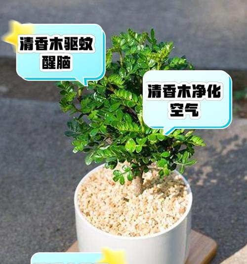 清香木的养殖技巧有哪些？如何保持清香木的健康生长？