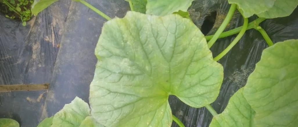 植物叶片变黄的原因及解决方法是什么？