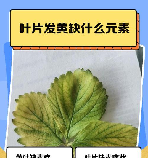 植物叶片变黄的原因及解决方法是什么？