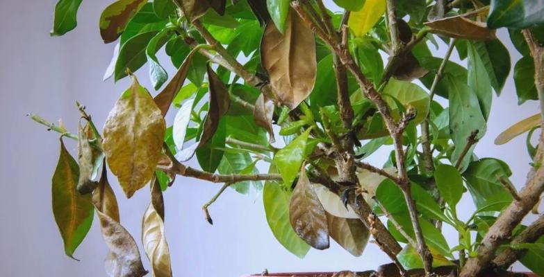 植物叶片变黄的原因及解决方法是什么？