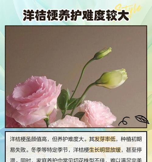 洋桔梗冬季养护的注意事项？