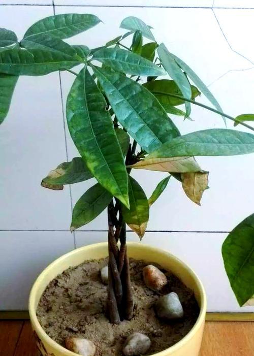 发财树叶子发黄的解决方法是什么？
