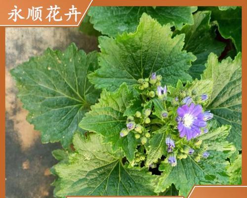 瓜叶菊的种植步骤是什么？