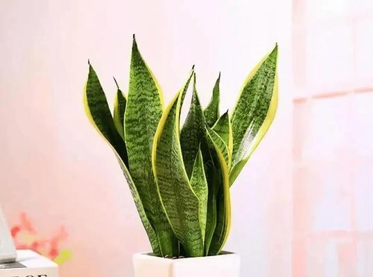 哪些室内盆栽植物适合初学者？