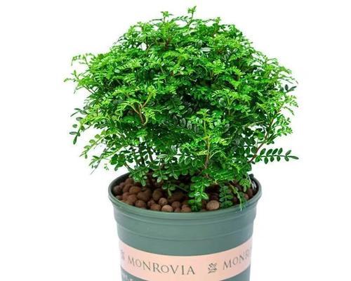 哪些室内盆栽植物适合初学者？