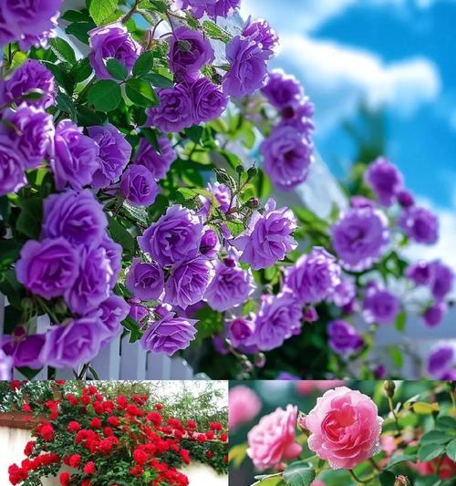 月季花最佳种植季节是什么时候？