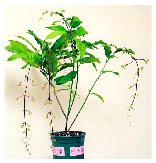 茉莉树的养殖技巧和管理要点有哪些？