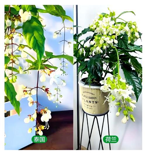 茉莉树的养殖技巧和管理要点有哪些？