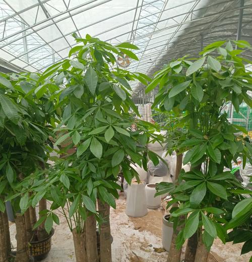 发财树的外观特征是什么？