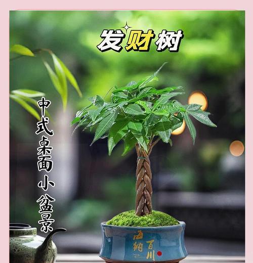 发财树的外观特征是什么？