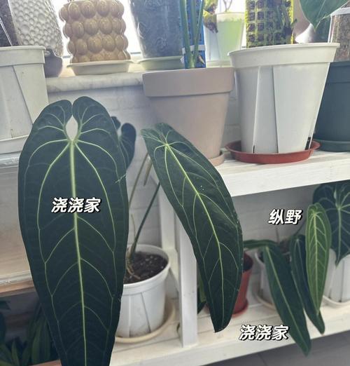 火鹤花的繁殖技巧是什么？如何成功繁殖出更多的火鹤花？