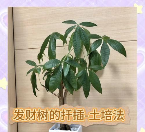 发财树繁殖方法和注意事项是什么？