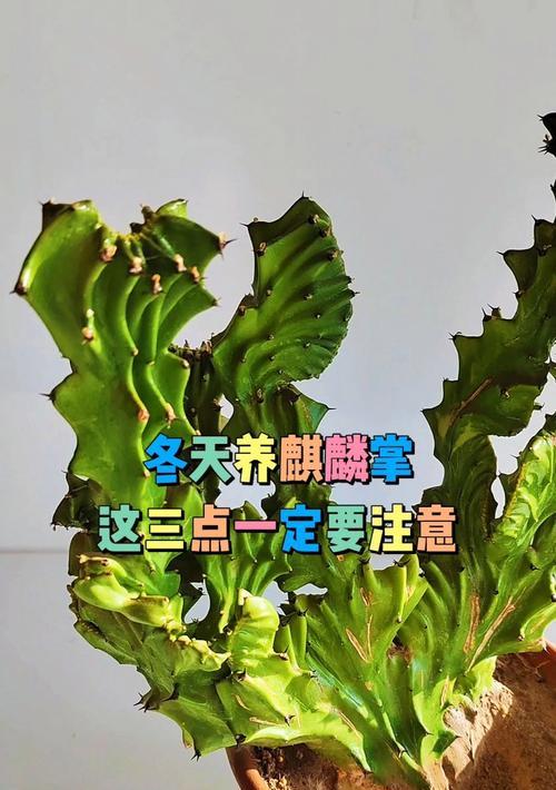 花麒麟的正确养殖方法有哪些？