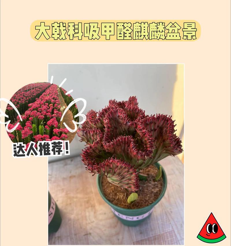 花麒麟的正确养殖方法有哪些？