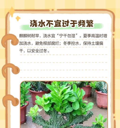 花麒麟的正确养殖方法有哪些？