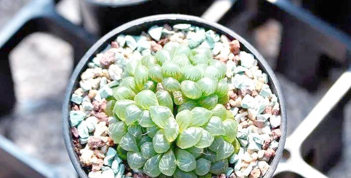 玉露哪个品种最好？如何挑选和养护玉露？