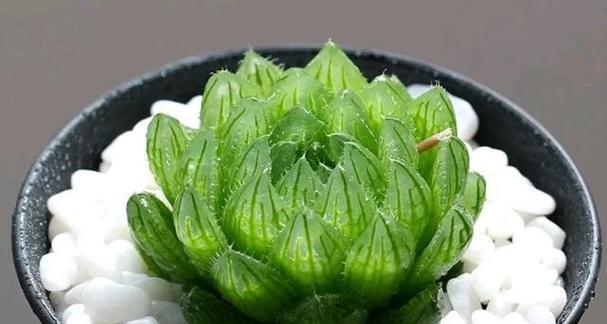玉露哪个品种最好？如何挑选和养护玉露？