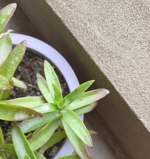 火祭开花后应该如何处理？