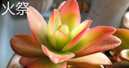 火祭开花后应该如何处理？