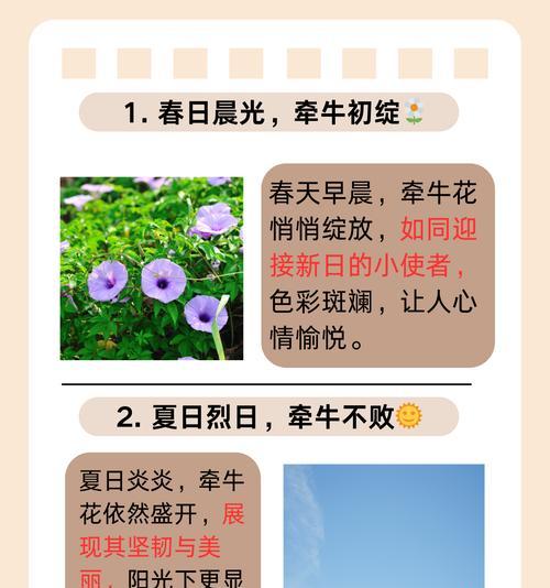 牵牛花有哪些品种？如何选择牵牛花品种？