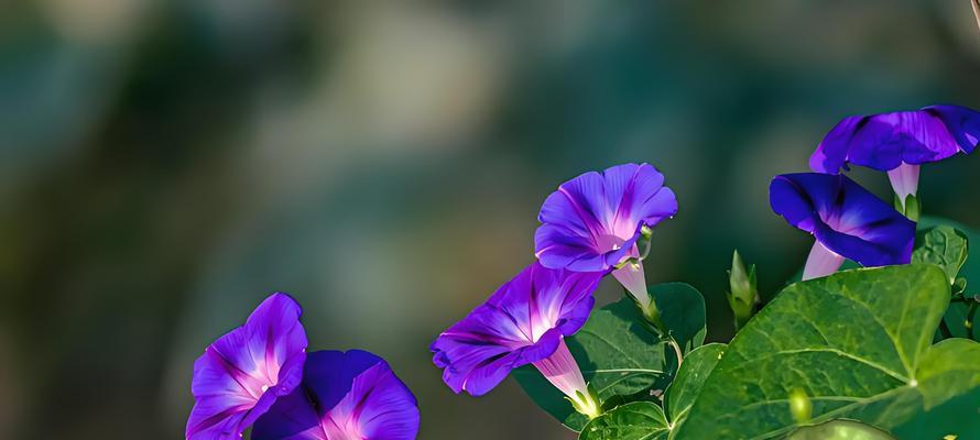 牵牛花有哪些品种？如何选择牵牛花品种？