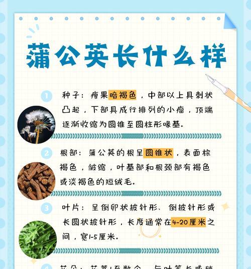 薄公英的形态特征有哪些？