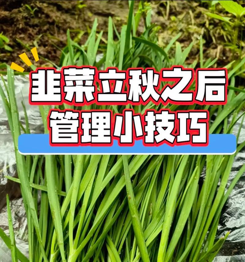 韭莱种植的方法和管理要点有哪些？