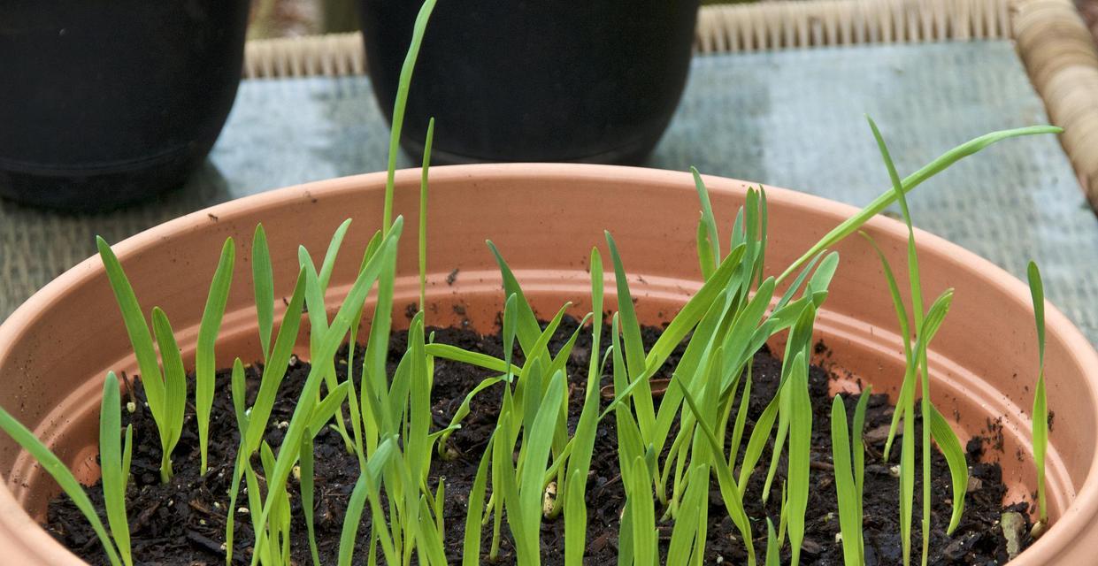 韭莱种植的方法和管理要点有哪些？