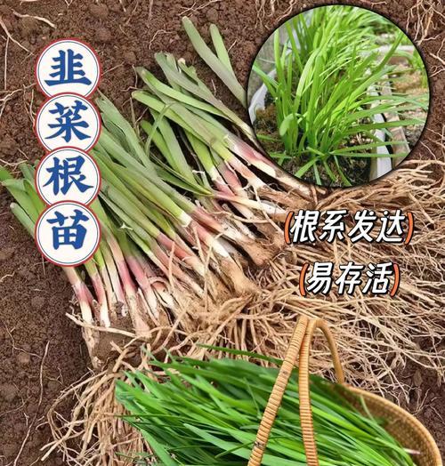 韭莱种植的方法和管理要点有哪些？