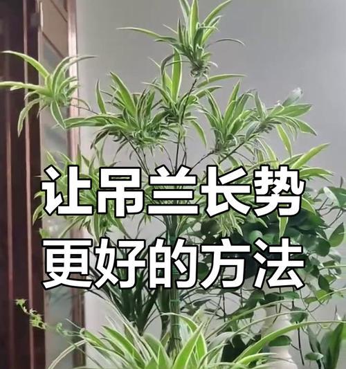 吊兰秋季养护需要注意什么？