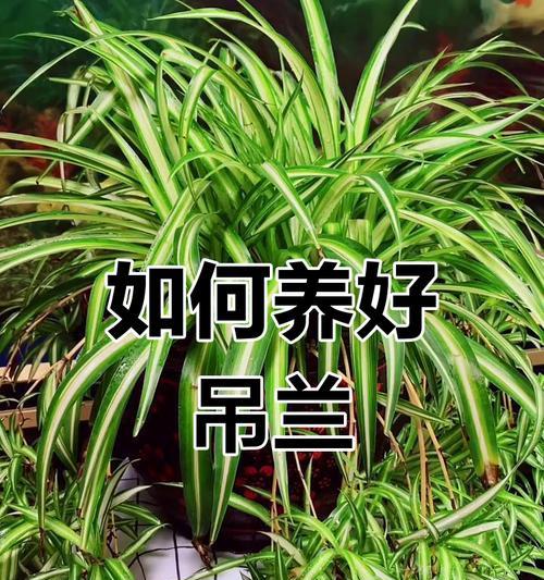 吊兰秋季养护需要注意什么？