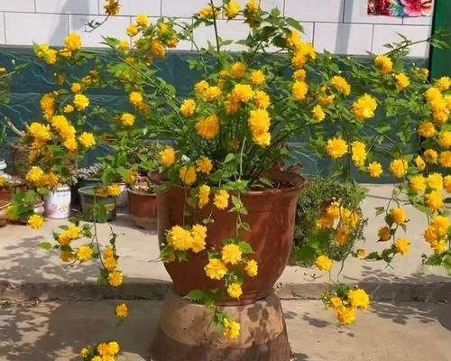 攀援花卉有哪些种类？如何选择适合的攀援植物？