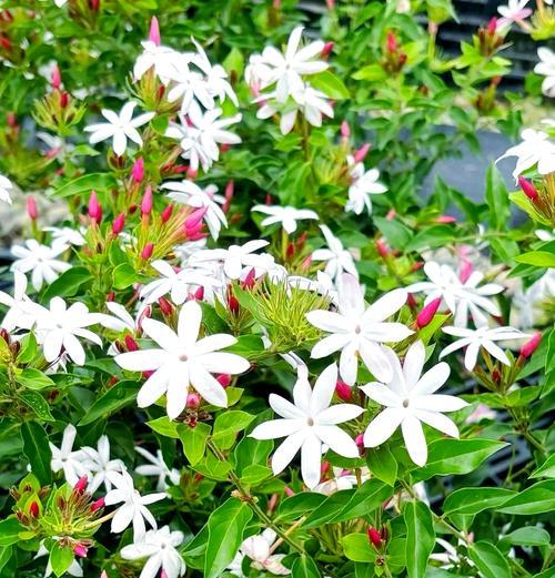 攀援花卉有哪些种类？如何选择适合的攀援植物？