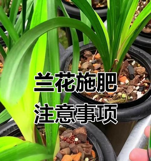 兰花的施肥技巧和肥料选择是什么？