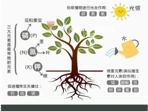 兰花的施肥技巧和肥料选择是什么？