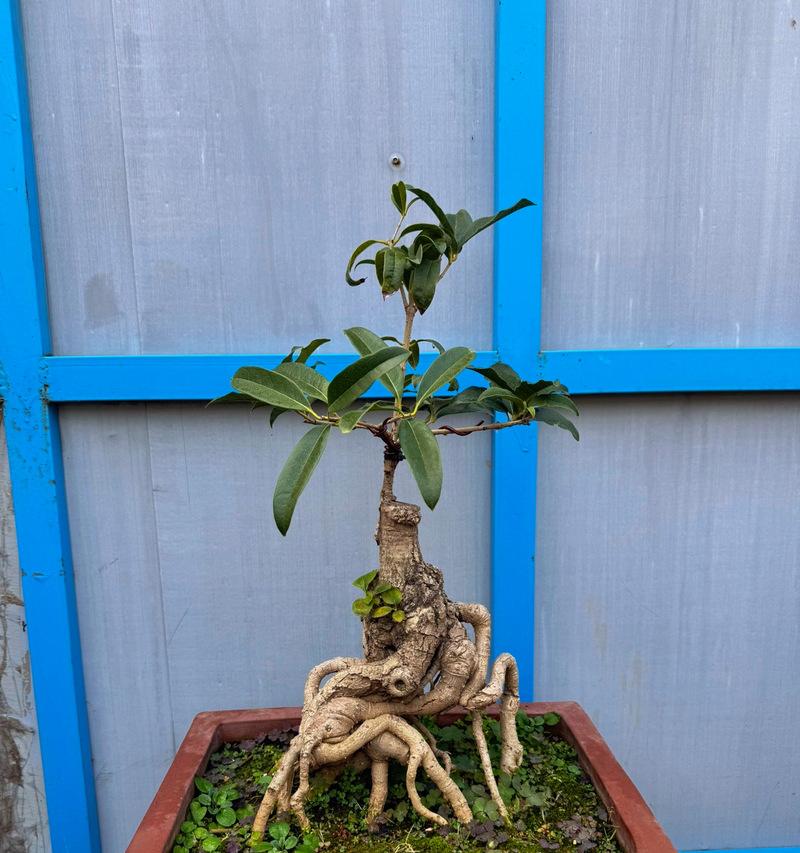 桂花盆栽修剪的方法有哪些？