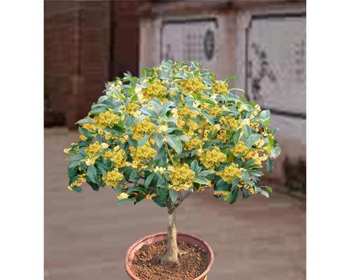 桂花盆栽修剪的方法有哪些？