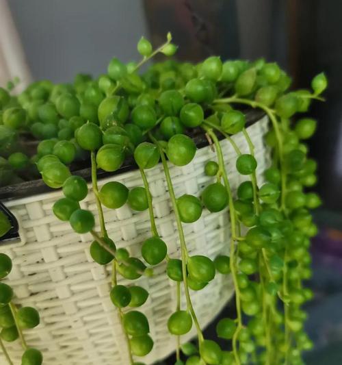 夏季珍珠吊兰的养护要点是什么？