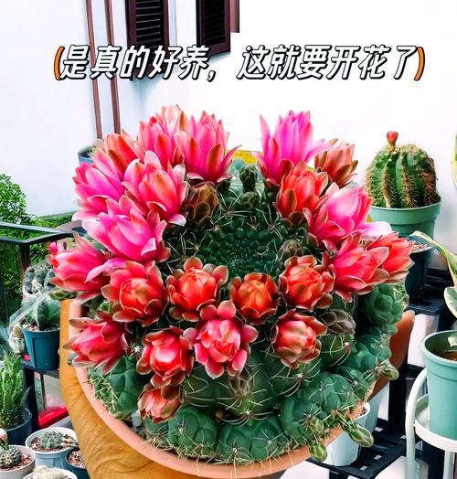 绯花玉的养殖方法有哪些？如何让绯花玉开出更多花朵？