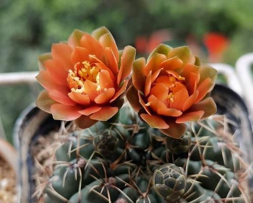 绯花玉的养殖方法有哪些？如何让绯花玉开出更多花朵？