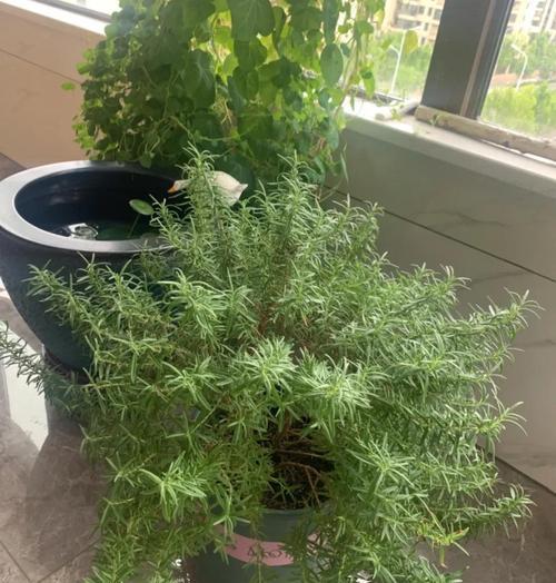 迷迭香在夏天的养护技巧是什么？