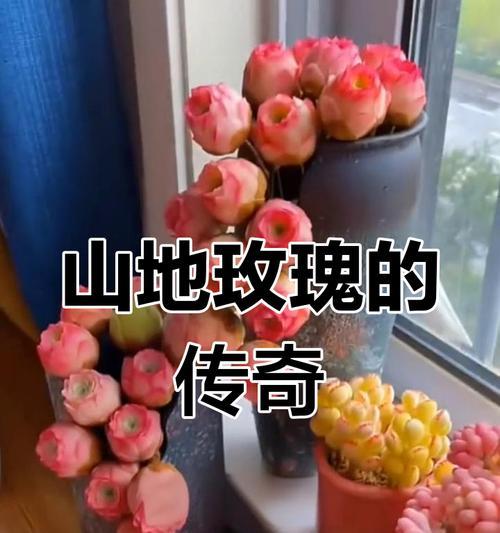 玫瑰花怎么能养活？日常护理和繁殖技巧有哪些？