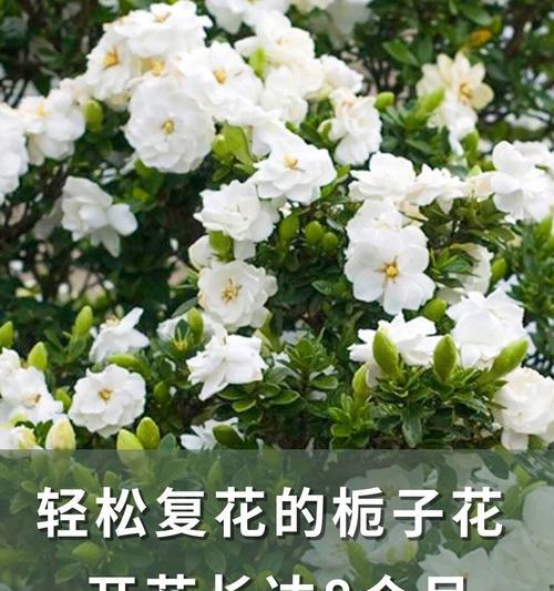 栀子花开花条件是什么？