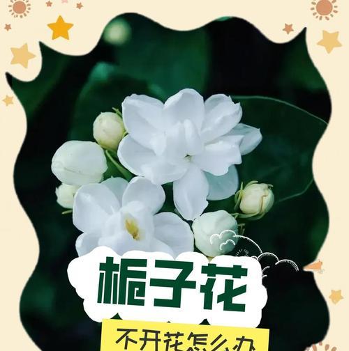 栀子花开花条件是什么？