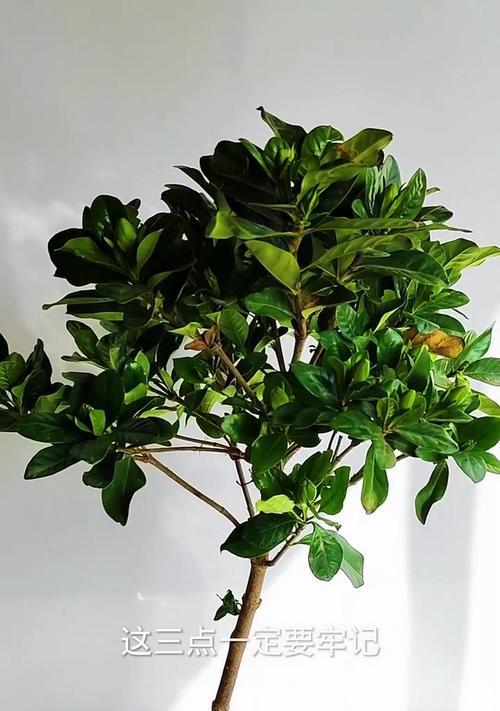 栀子花开花条件是什么？