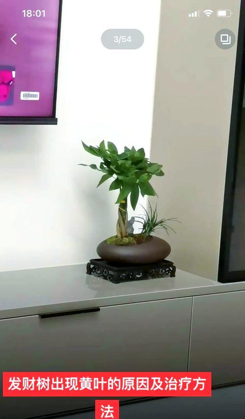 发财树叶子发黄的原因及解决方法是什么？