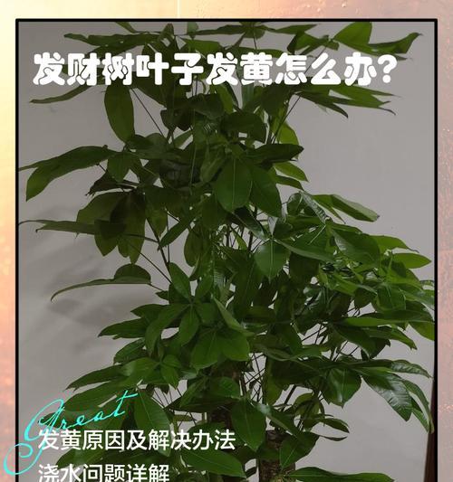 发财树叶子发黄的原因及解决方法是什么？